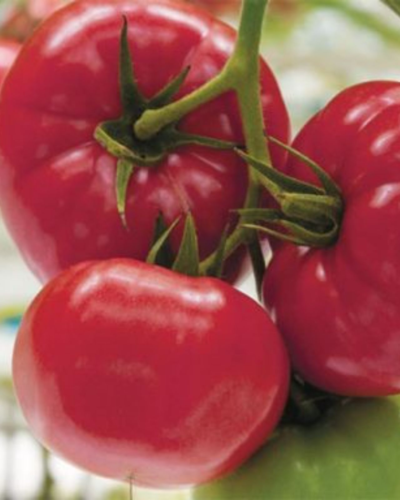 tomato出品 Tomato seeds Fujimaru F1 (500s) | AM oaks