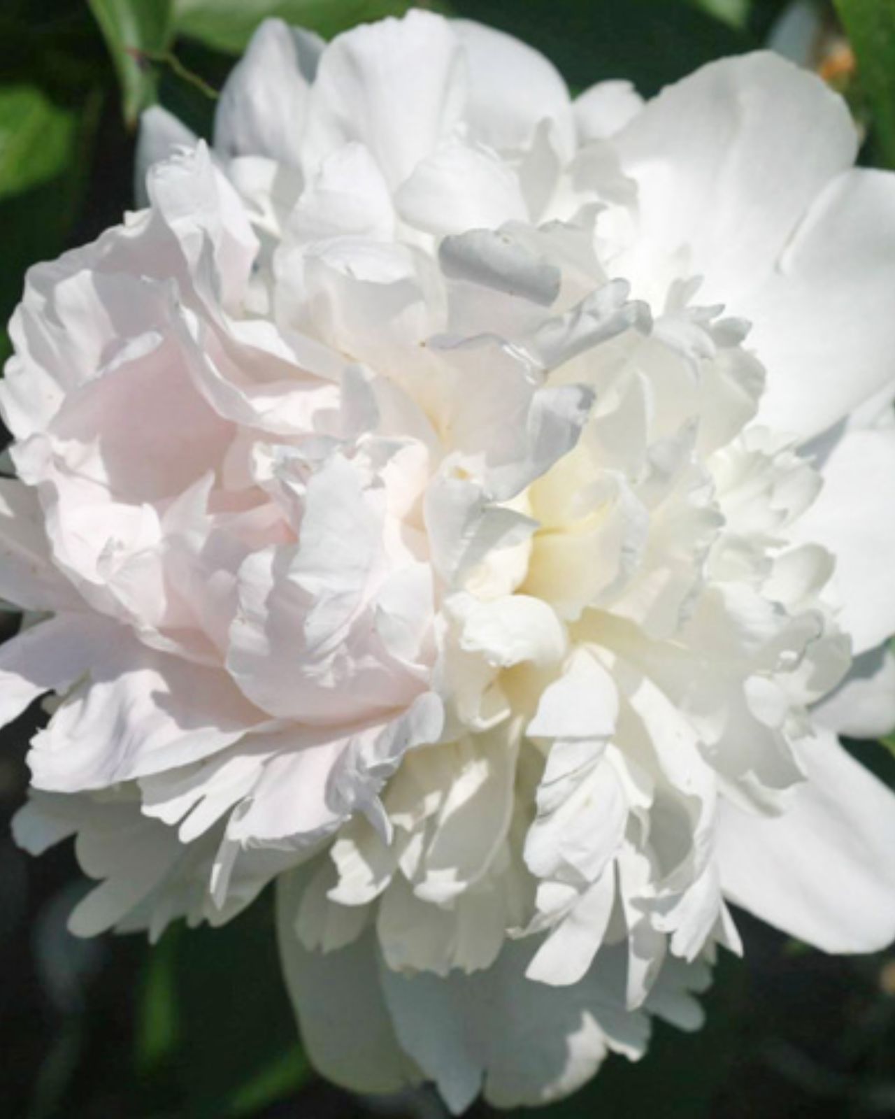 Paeonia lactiflora アレドクラシック イタリア製 Paeonia lactiflora